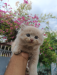 Persian cat